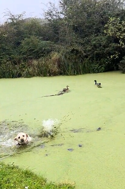 Os patos ficaram aliviados e saíram ilesos da perseguição.