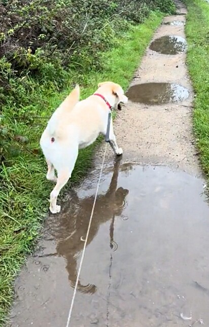 O labrador estava desviando das poças para não se molhar.