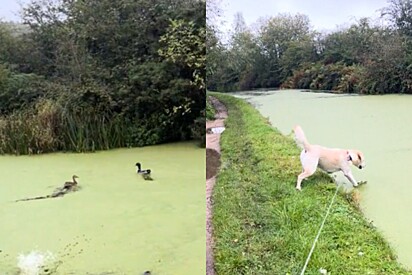 Cão labrador tenta perseguir patos em lago e acaba se arrependendo profundamente