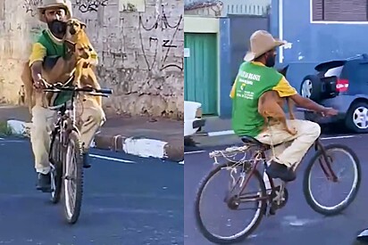 Veterinária registra catador de recicláveis chegando de bicicleta com seus cachorros e sua história emociona