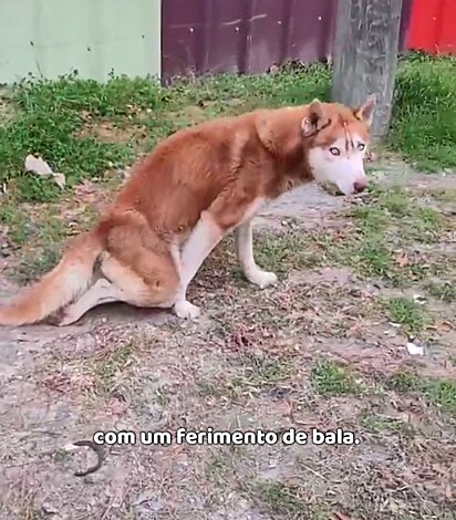 O husky siberiano foi resgatado com grave ferimento de bala.