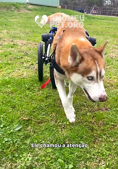 Em poucas semanas de tratamento, o husky havia se adaptado à cadeira de rodas.