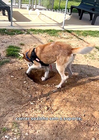 Com amor e cuidados médicos, o husky começou a dar seus primeiros passos sem a ajuda da cadeira de rodas.