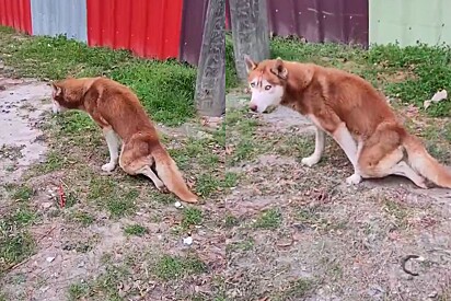  Husky siberiano fica paralisado após acidente, mas um milagre surpreende equipe veterinária.