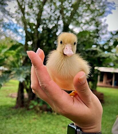 Essa é a segunda ninhada da pata.