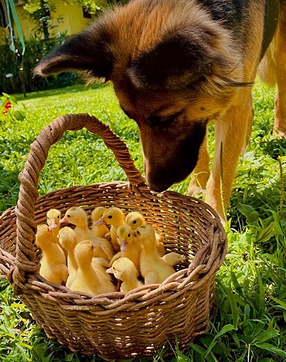 Os animais convivem em harmonia, mas é necessário ter cuidado com os lagartos.