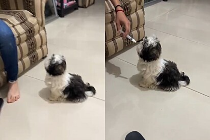 Cachorro da raça shih-tzu encontra técnica genial para tentar escapar de tomar remédio