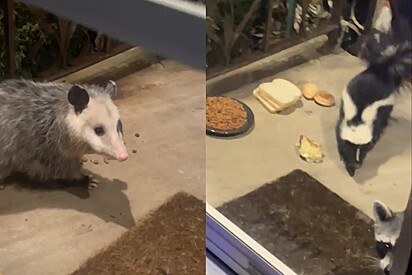 Mulher deixa comida para gatos de rua e não acredita em quem aparece no lugar