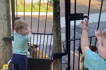 Kelly segue cuidando do cão que se tornou amigo de seu filho Davi. 