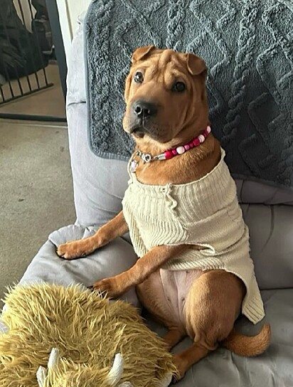 Missy, uma mistura de Shar Pei com Boxer de um ano.