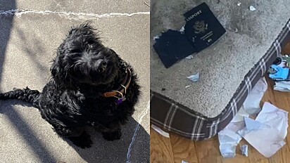 Cão destrói passaporte de tutor antes de viagem e internautas absolvem o doguinho: Não foi culpa dele!