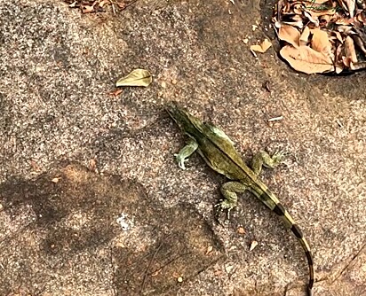 As iguanas habitam florestas tropicais .