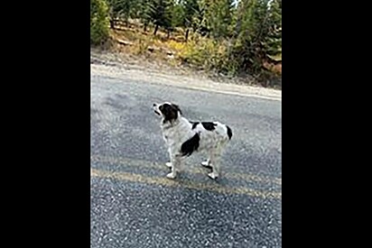 Cachorrinha para no meio de estrada e faz sinal para que motorista a siga; era uma situação urgente.