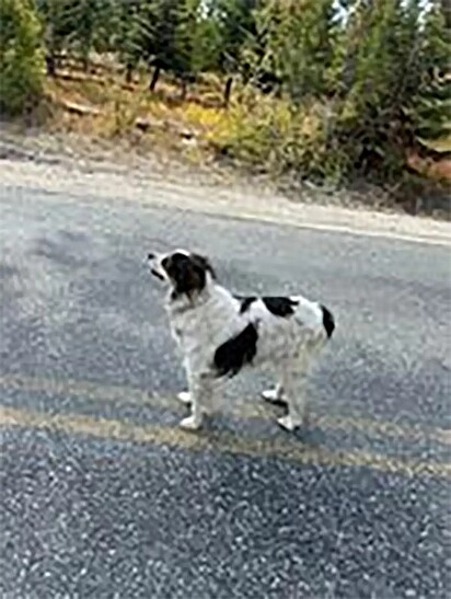 A cadela estava sentada sozinha no meio de uma estrada deserta.