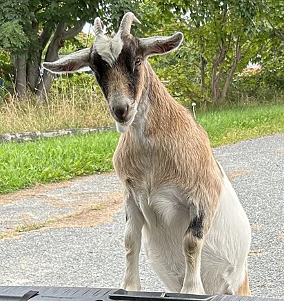 A cabra participou da meia maratona que aconteceu em sua cidade.