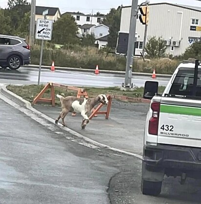 A cabra fugiu da fazenda para correr com os participantes.