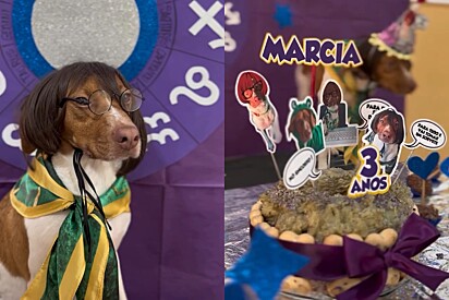 Cachorrinha ganha festa de aniversário em creche e tema não poderia ser mais criativo.