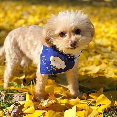 A cachorrinha Luna.