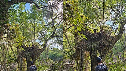 Sobrevivente de furação é encontrado dias depois preso em cima de árvore.