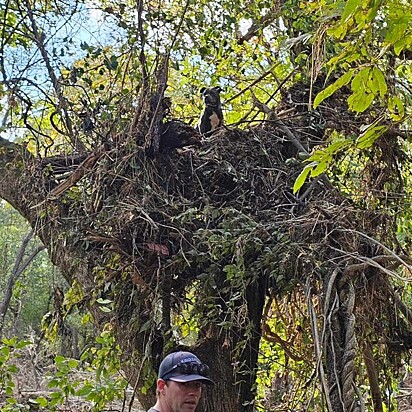 Athena foi encontrada no alto de uma árvore após o furacão e resgatada pelos socorristas.