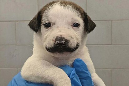 A cachorrinha nasceu com uma mancha facial que a faz lembrar o artista Salvador Dalí.