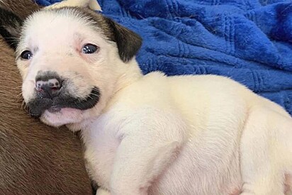 A cachorrinha foi nomeada Salvador Dolly.