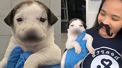 Voluntários de abrigo ficam em alvoroço ao ver rosto de filhote de cachorro resgatado.