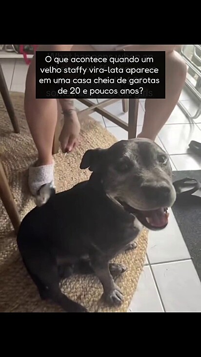 O cão virou o mascote da casa e foi aceito pelos namorados das meninas.