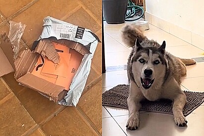 Vivara surpreende cliente com presente especial após cachorro abrir sua encomenda sem querer.