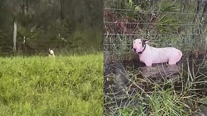 Amarrado a uma cerca enquanto o furacão Milton se aproxima, cão perdia a esperança – até que um anjo aparece.