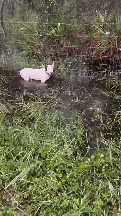 O cachorro foi amarrado a uma cerca.