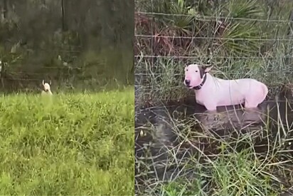 Amarrado a uma cerca enquanto o furacão Milton se aproxima, cão perdia a esperança – até que um anjo aparece.