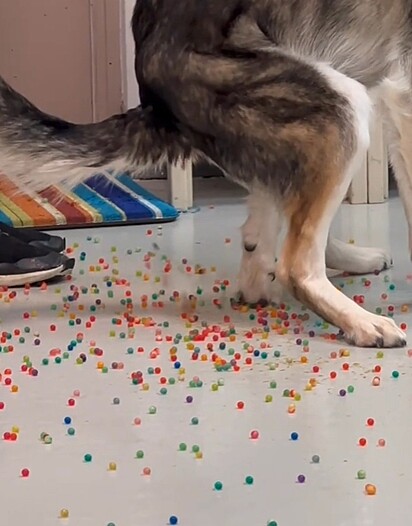 Ele evacuou uma chuva de bolinhas coloridas.