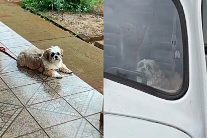 Shih-tzu visita sítio e se recusa a pisar na grama ou no barro: Ama porcelanato.