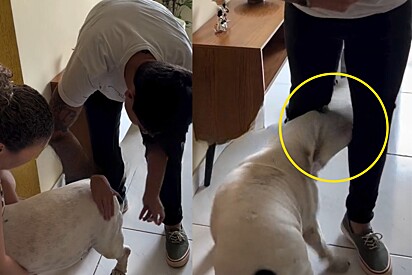 Cachorrinha quase perde a paciência porque veterinária falou fino com ela.