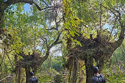 Sobrevivente de furação é encontrado dias depois preso em cima de árvore.