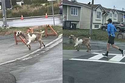 Cabra fugitiva ganha medalha de ouro após participar secretamente de meia maratona.