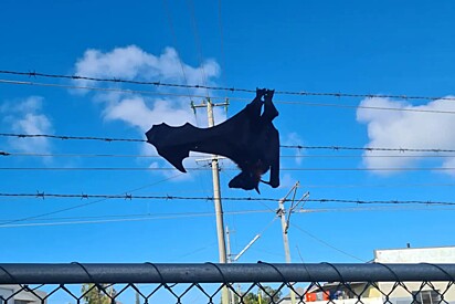 Objeto misterioso preso em cerca de arame farpado na verdade era uma vida precisando de socorro