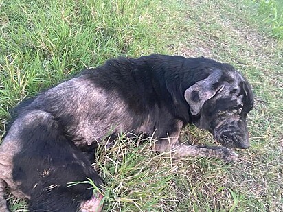 A motorista encontrou um cachorro abandonado à beira da estrada.