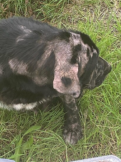 A pet estava com várias partes do corpo sem pelos.