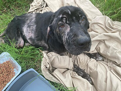 A motorista resgatou a cachorrinha e a levou para uma clínica veterinária.