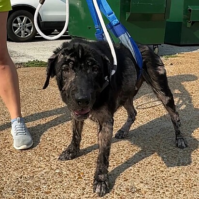 A cachorrinha foi acolhida com muito amor e cuidado pela equipe e pouco a pouco comçeou a melhoras