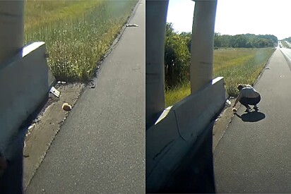 Casal avista bola de pelos laranja na estrada, pensa que está morta, mas vê a pata se mexer.