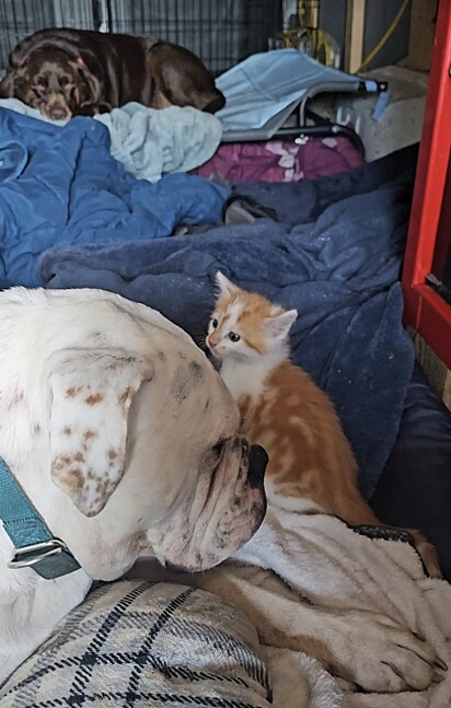 A felina se sociaoizaou com os cães.