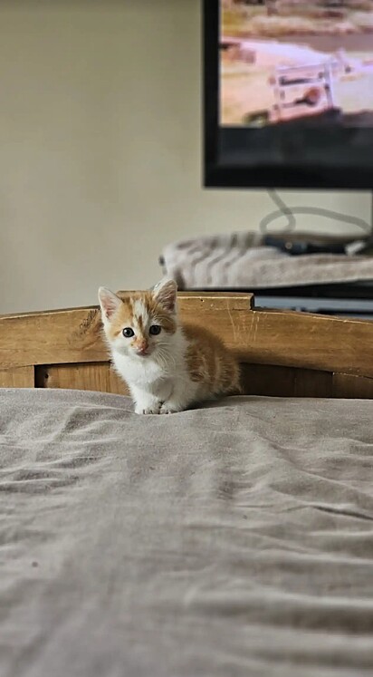 A gatinha está disopnível para adoção.