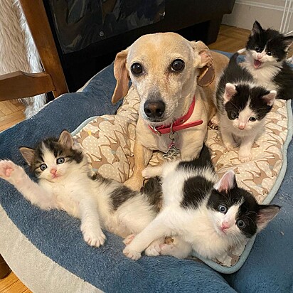 A cachorrinha Kona com os filhotes de gato.