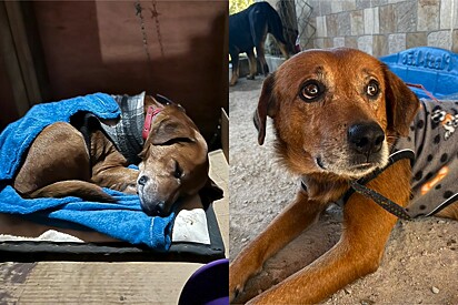 Cachorrinho de abrigo fica inconsolável após brincadeira de mal gosto, mas sua história estava prestes a mudar.