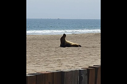 Mulher pedalava pela orla quando percebe grande animal marinho sentado na areia precisando de ajuda.