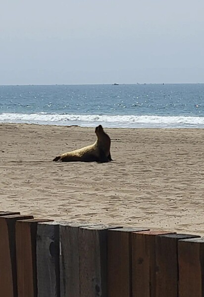 Durante um passeio de bicicleta, Conni Berry avistou um leão-marinho sentado na areia, a cerca de 100 metros da água.