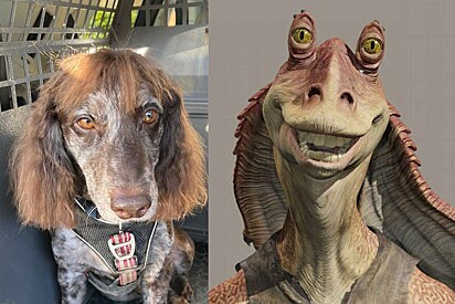 Charlie foi até comparado ao personagem Jar Jar Binks, de Star Wars